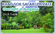 Khaosok Safari Private Overnight at Bungalow